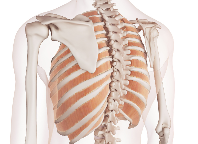 esqueleto-musculos-costillas-posterior